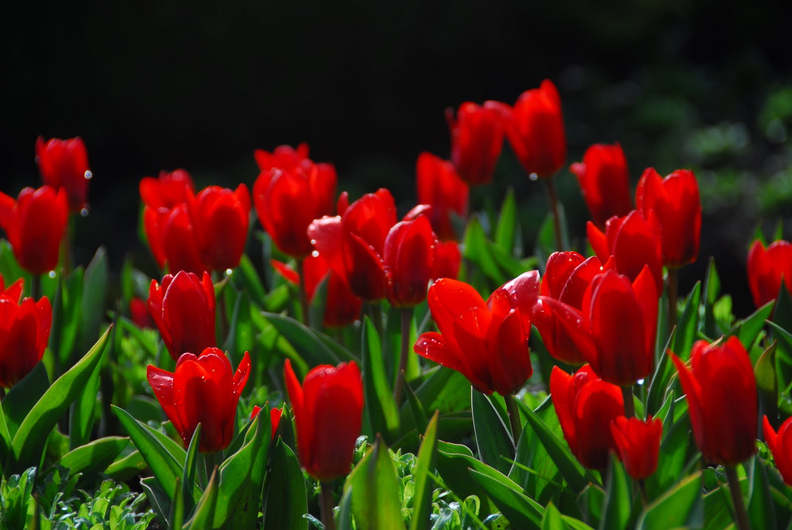 nice red flowers